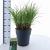 Miscanthus sin. 'Kleine Silbersp.' Pot 12 liter 60 - 80 cm