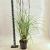 Miscanthus sin. 'Kleine Silbersp.' C6,5 50 - 60 cm