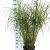 Miscanthus sin. 'Little Zebra' Pot 12 liter 60 - 80 cm