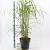 Miscanthus sin. 'Malepartus' Pot 12 liter 60 - 80 cm