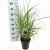 Miscanthus sin. Pink Cloud Pot 3 Liter 60 - 70 cm