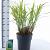 Miscanthus sin. 'Zebrinus' Pot 12 liter 60 - 80 cm