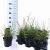 Sesleria autumnalis Pot 2 liter 25-30cm