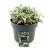 Stachys byzantina 'Silver Carpet' Pot 5 Liter 