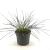Stipa gigantea Pot 2 Liter