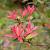 Pieris jap. 'Variegata' Pot 3 liter 20-25cm 