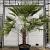 Trachycarpus fortunei Pot 160 liter 