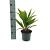 Trachycarpus fortunei Pot 2 liter 25-30cm