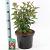 Viburnum bodn. 'Dawn' Pot 5 Liter 40 - 50 cm