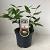 Viburnum burkwoodii Pot 3 Liter 40 - 50 cm