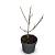Viburnum carlcephalum Pot 4 Liter 40 - 60 cm