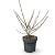 Viburnum carlcephalum Pot 12 liter 60 - 80 cm