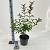 Viburnum farreri Pot 5 Liter 50 - 60 cm