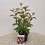 Viburnum farreri Pot 2 Liter50 - 60 cm