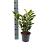 Viburnum japonicum Pot 3 Liter 40 - 50 cm