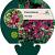 Penstemon 'Rich Ruby' Pot 9 cm