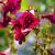 Penstemon 'Rich Ruby' Pot 9 cm