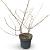 Viburnum plic. Kilimandjaro Pot 12 liter 60 - 80 cm