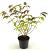 Viburnum plic. 'Shasta' Pot 3 Liter 40 - 50 cm
