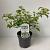 Viburnum plic. 'Watanabe' Pot 2 liter 25-30cm