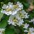Viburnum plic. 'Watanabe' Pot 5 liter stam 90 cm