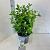 Viburnum tinus Pot 5 Liter 30 - 40 cm