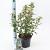 Viburnum tinus Pot 3 Liter 30 - 40 cm