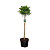 Viburnum tinus Pot 10 liter Stam 80 cm
