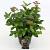 Viburnum tinus Pot 2 liter 25-30cm