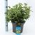 Viburnum tin. 'Eve Price' Pot 5 Liter 30 - 40 cm