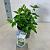 Viburnum tin. 'Eve Price' Pot 2 liter 25-30cm