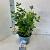 Viburnum tin. Lisarose Pot 3 Liter 30 - 40 cm