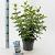Viburnum tin. Lisarose Pot 2 liter 25-30cm