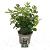 Viburnum tin. Lisarose Pot 2 liter 30-35cm