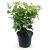 Viburnum tin. 'Macrophyllum' Pot 2 Liter30 - 40 cm