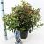 Viburnum tin. Spirit Pot 5 Liter 30 - 40 cm