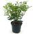 Viburnum tin. Spirit Pot 2 Liter30 - 40 cm