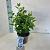 Viburnum tin. Spirit Pot 3 Liter 30 - 40 cm
