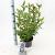 Viburnum tin. Spirit Pot 2 liter 25-30cm