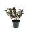 Weigela Black and White Pot 3 Liter 30 - 40 cm