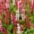 Persicaria aff. 'Darjeeling Red' Pot 9 cm