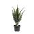 Taxus baccata Pot 3 Liter 40 - 50 cm