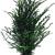 Taxus baccata Pot 4 Liter 60 - 80 cm