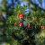 Taxus baccata Pot 7,5 Liter 80 - 100 cm