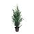 Taxus baccata Pot 7,5 Liter 80 - 100 cm