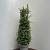 Taxus baccata Pot 15 liter 100 - 110 cm