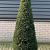 Taxus baccata Pot 45 liter 170 - 180 cm Piramidevorm
