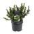 Taxus b. 'Repandens' Pot 3 Liter 