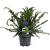 Taxus b. 'Repandens' Pot 5 Liter 30 - 40 cm