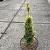Taxus b. 'Standishii' Pot 5 Liter 30 - 40 cm